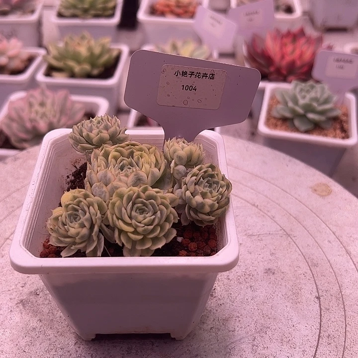 1004号梦幻玫瑰锦群