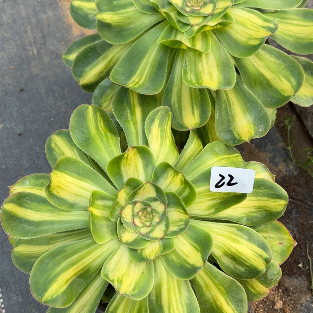 22超宽暴君一颗 25多肉