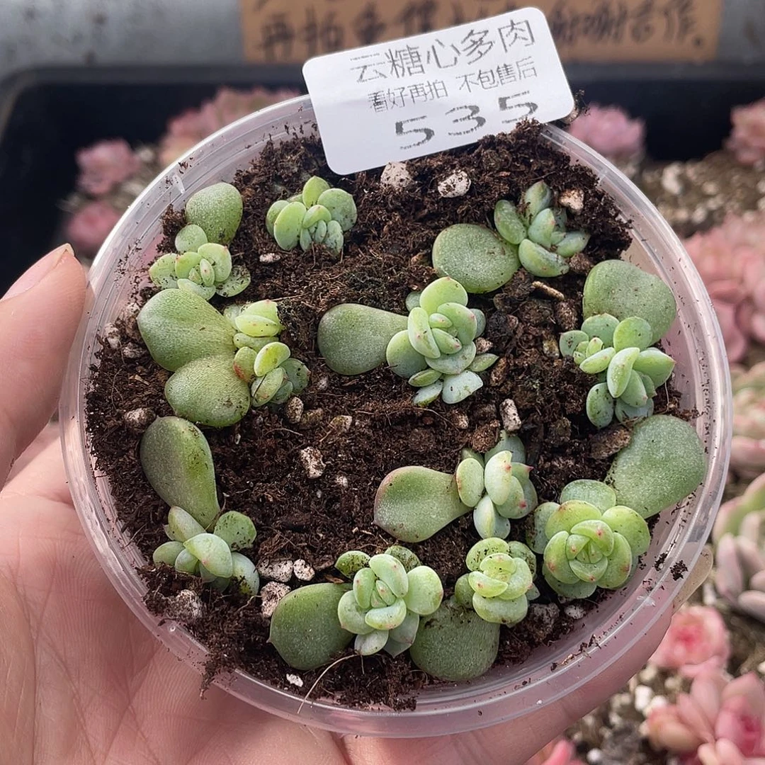 云糖心多肉植物535