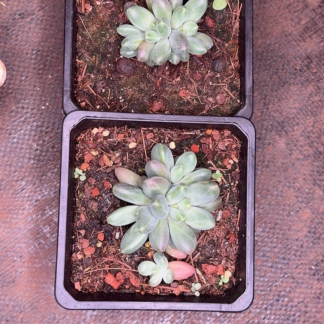 小***量戴梦得两颗多肉植物