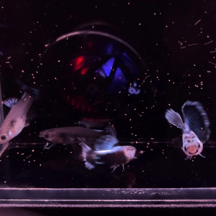 孔雀鱼半月尾埃尔银蓝礼服2对