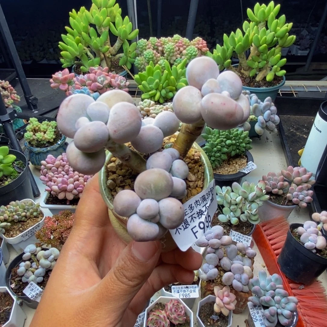 徐****包936芭比奶多肉7cm