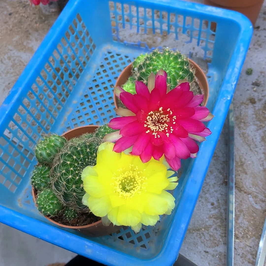 当前无花栽培后可以开花