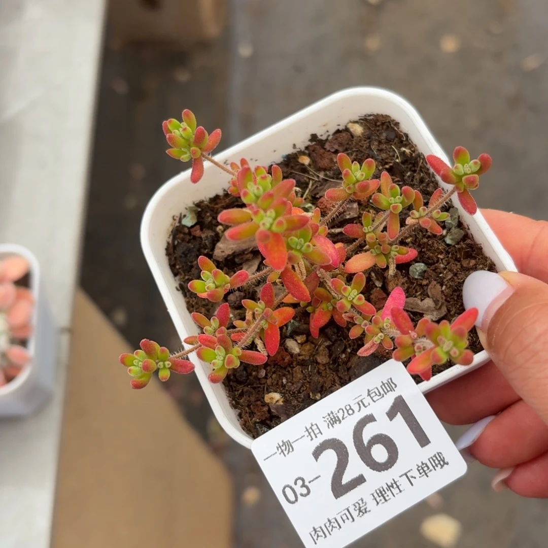 枝干番杏红宝石无盆无发货