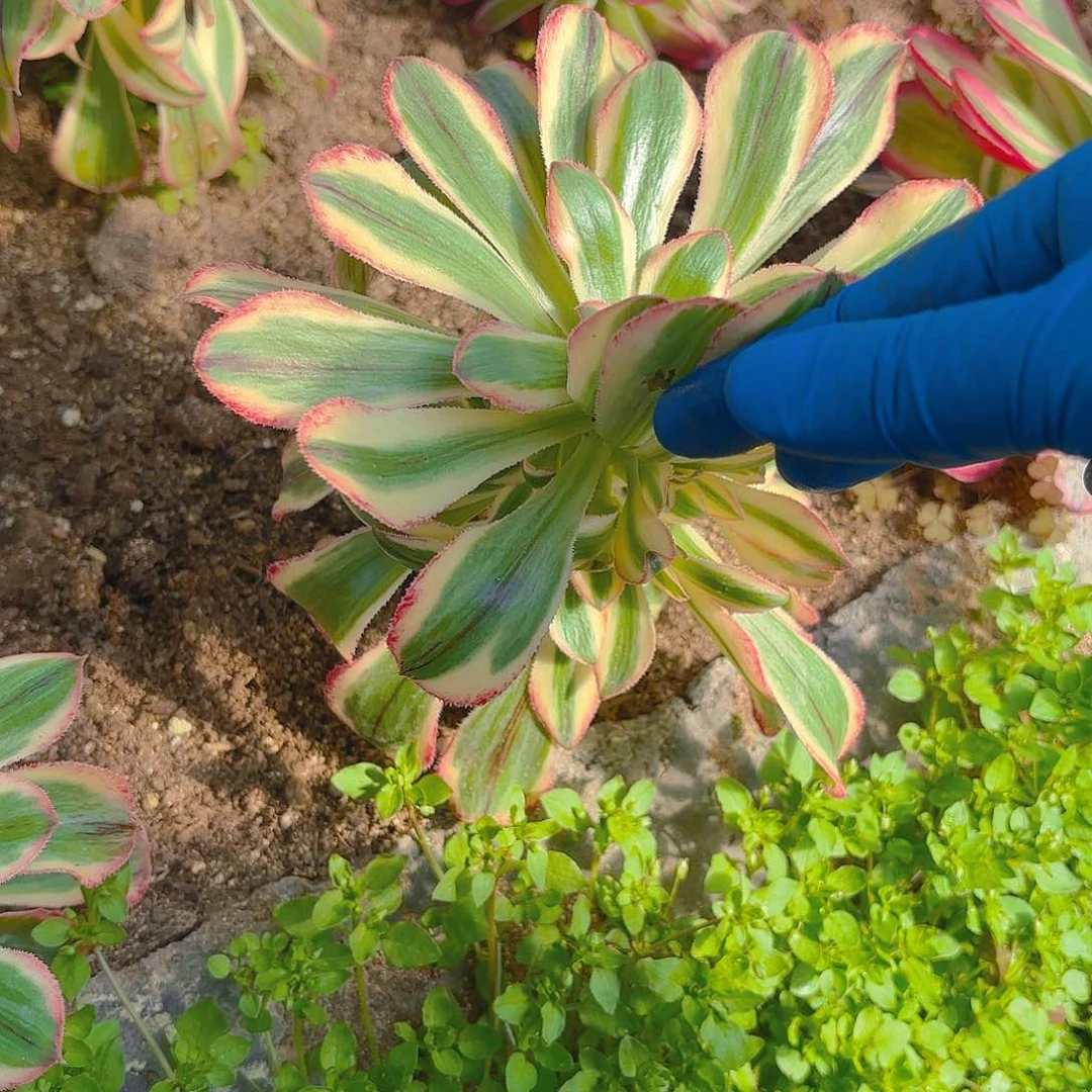 拉丝金手捧多肉植物