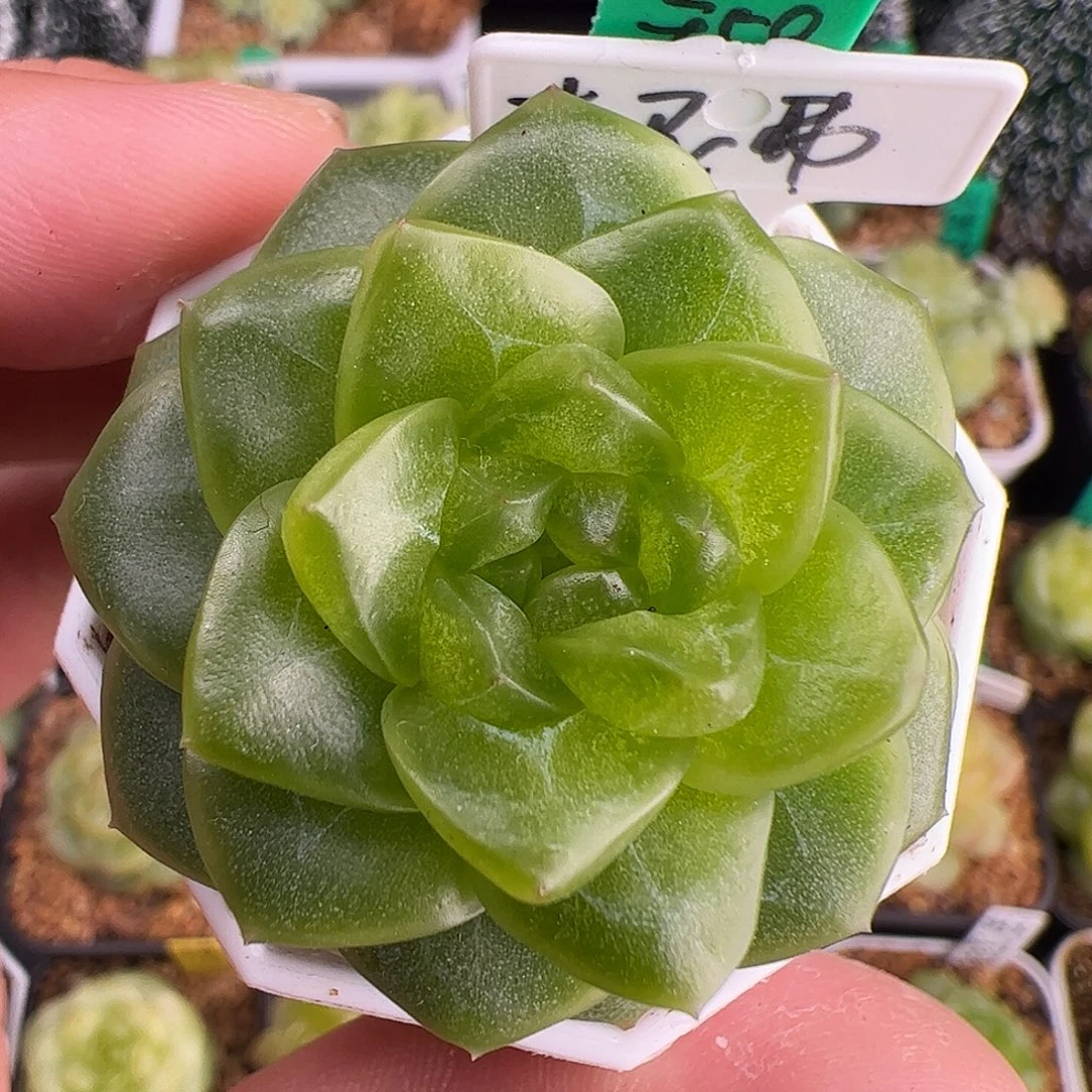 B210,单头杰尼弗珍妮，许专拍