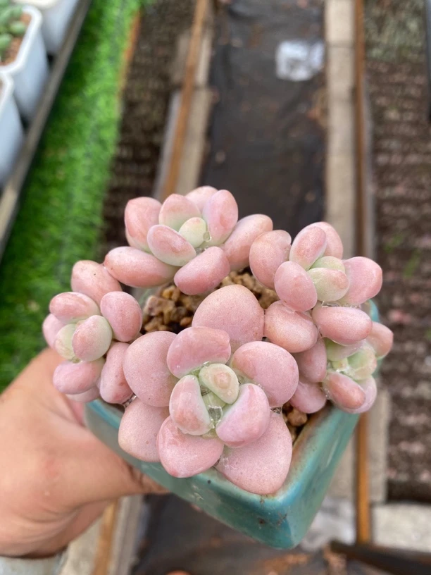 糖果洛神小群生精品多肉植物盆栽阳台好养满18包邮