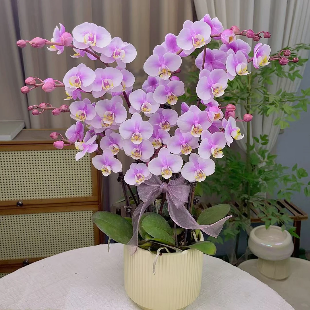 鲜花蝴蝶兰《小梅花》6支花剑 基地生长种植植株 阳台非常好养3-6