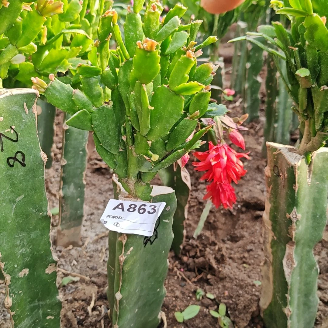 028橙红重瓣脱土易掉苞芽苞863