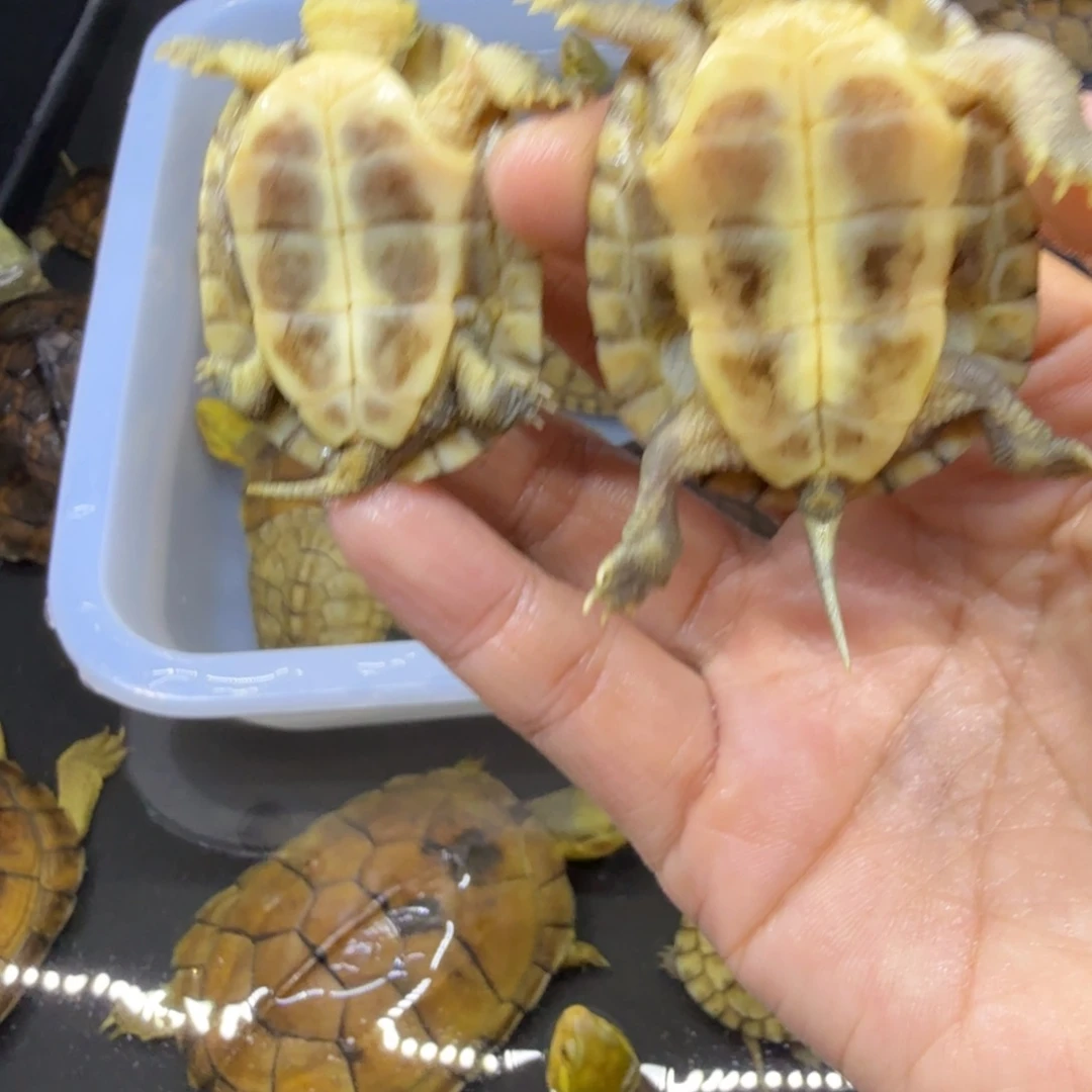 公母搭配宠物龟?***?