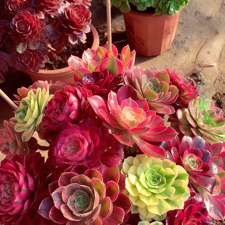 嫁接的五彩树，多肉植物