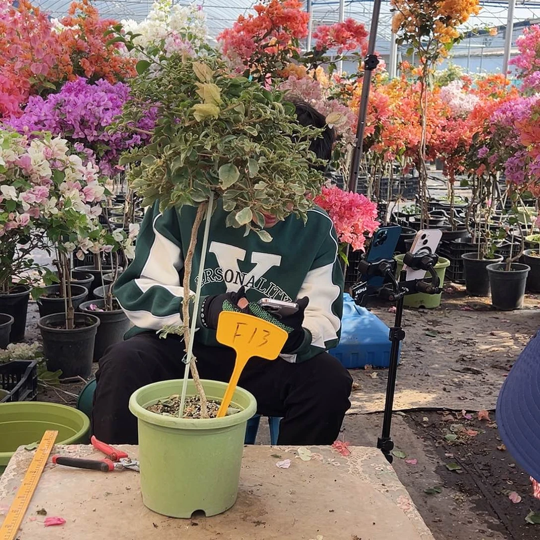 爱***莉大部分花苞少量开放F13棒棒糖