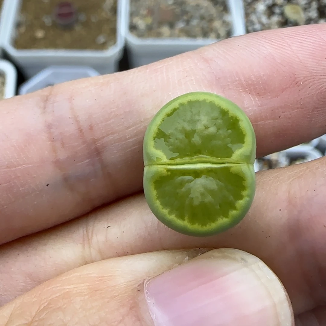 193满窗绿菊清框福利30包邮