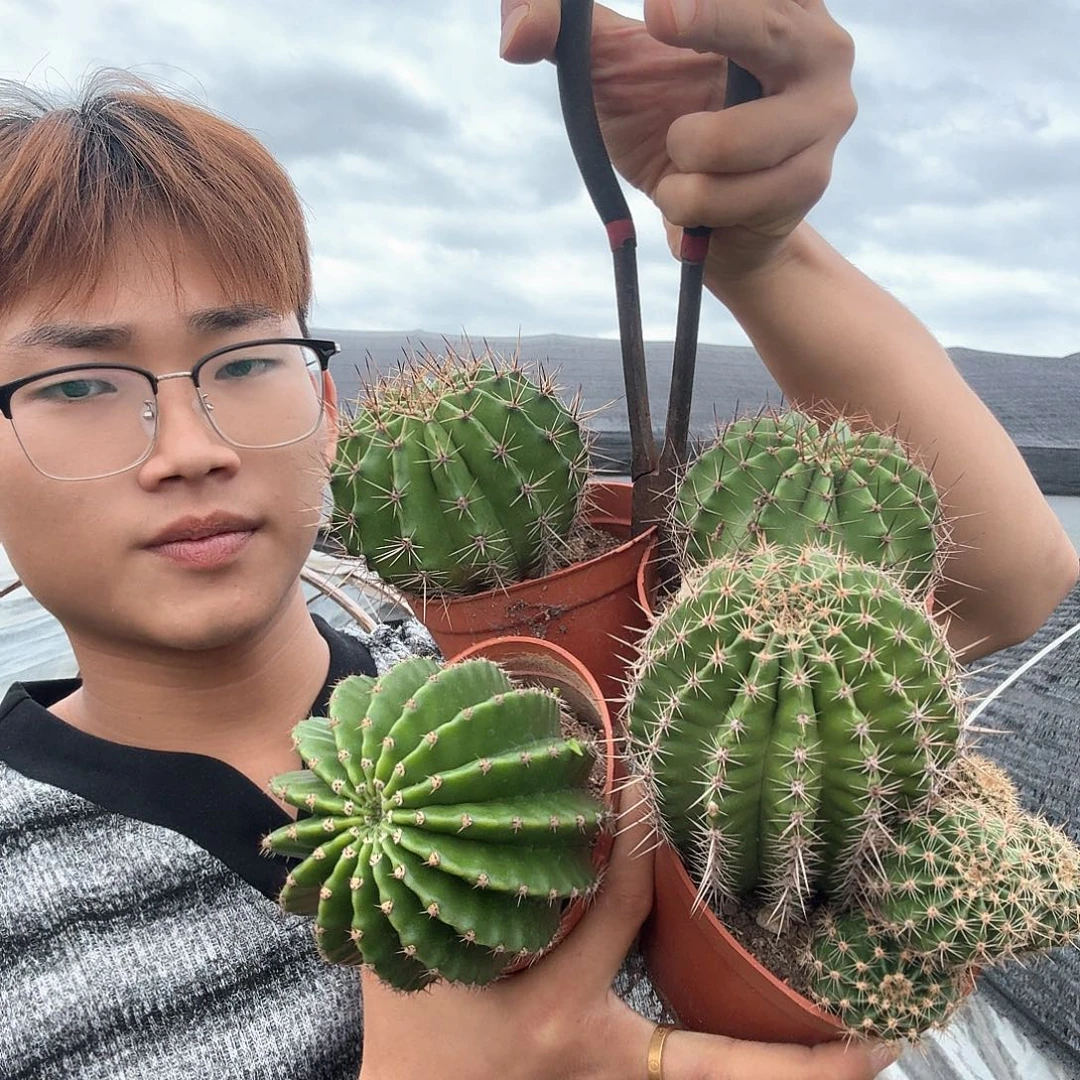 *****无花朵彩草哈哈哈哈哈哈哈