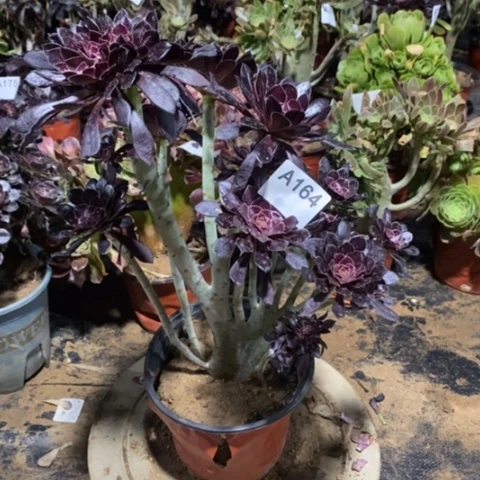 黑法师缀一物一拍