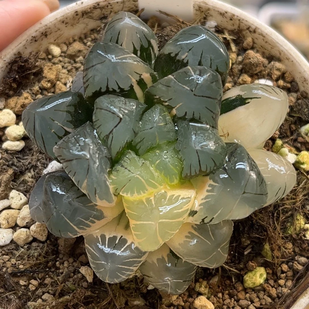 47地泉冰灯玉露锦福利专场