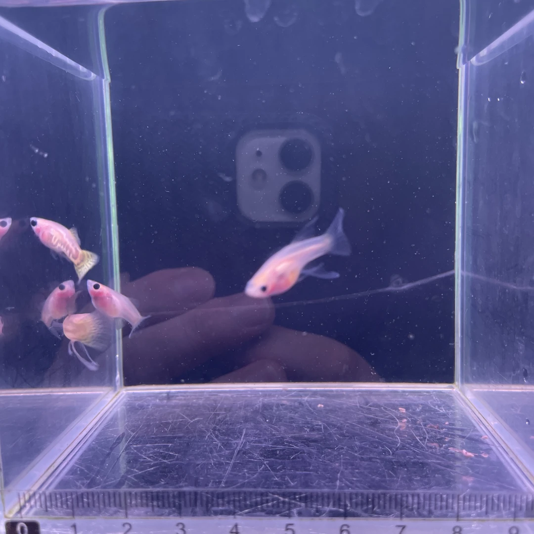 黄蕾丝玻璃猫C(进缸不包损）