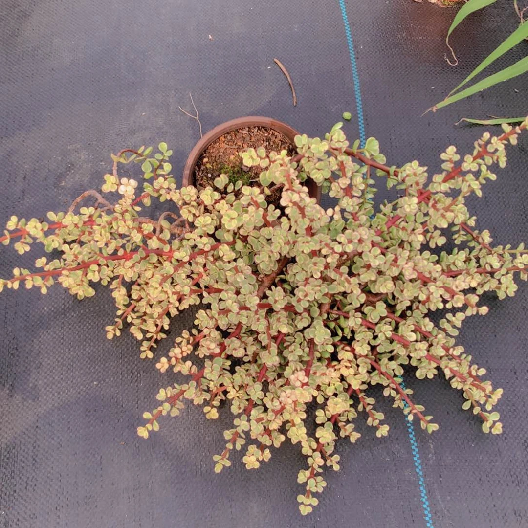 金枝玉叶1个快递包邮