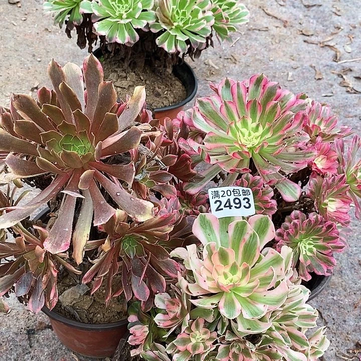 2493 三颗法师多肉