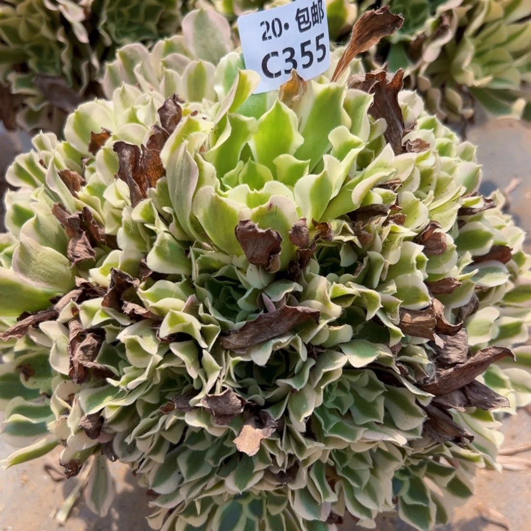 355白凤，多肉法师