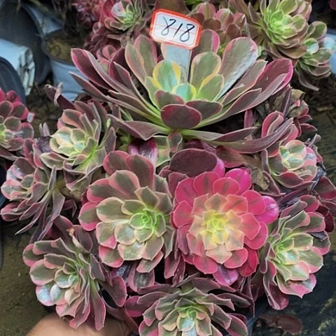凤冠老桩捧花818号