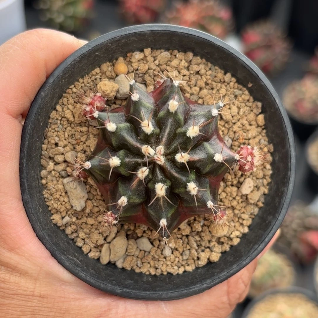 泰系乌贼仙人球特39