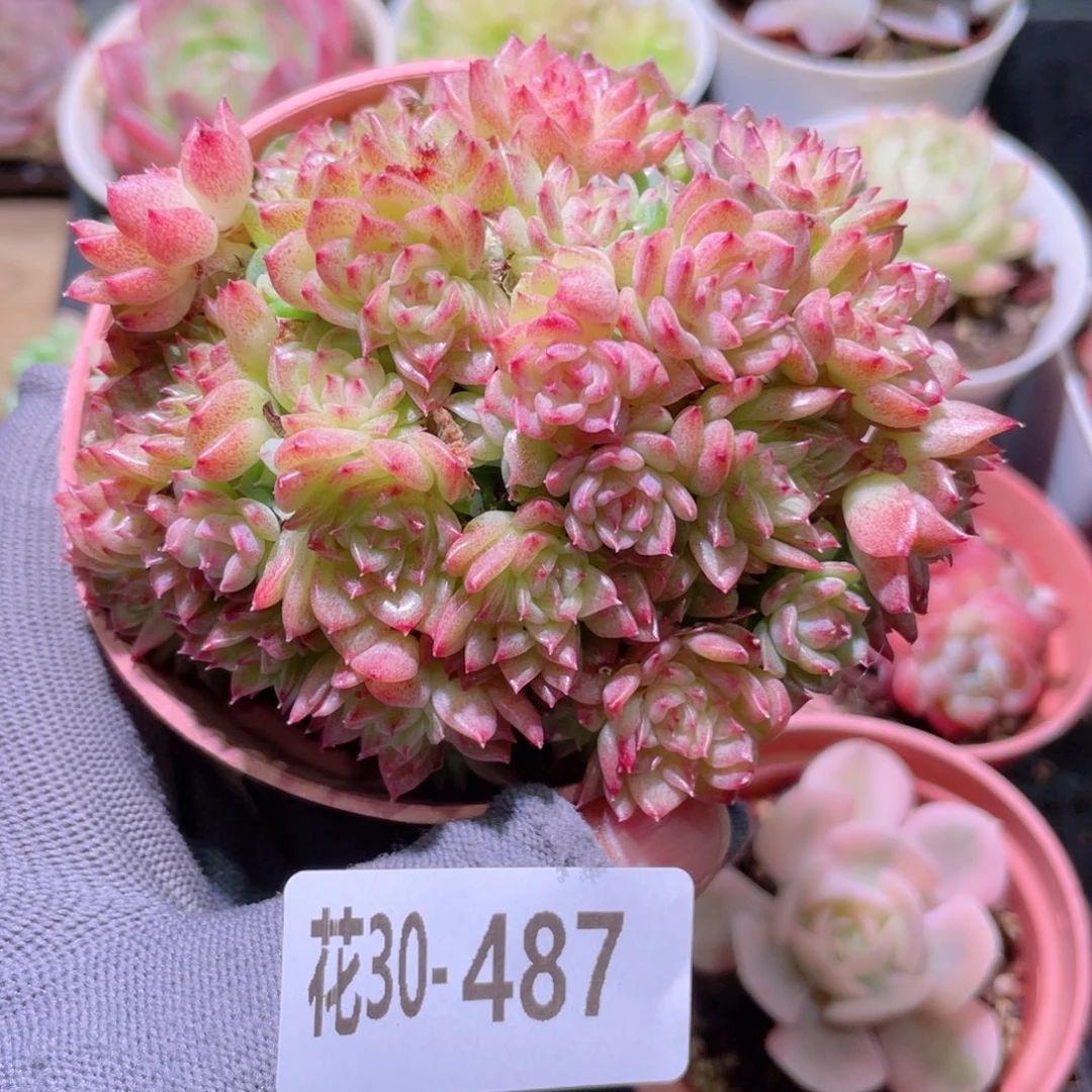 花利美30-487麦秆群