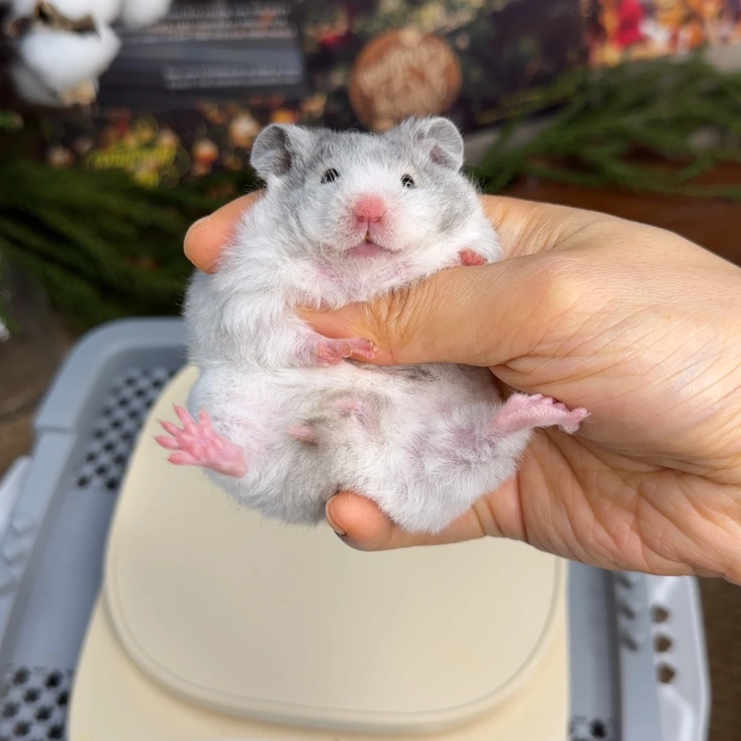 短毛卷毛黑波妹妹10.25