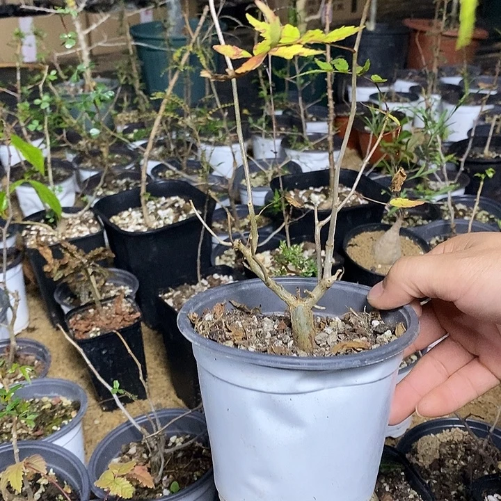 芳香带盆土发货植物