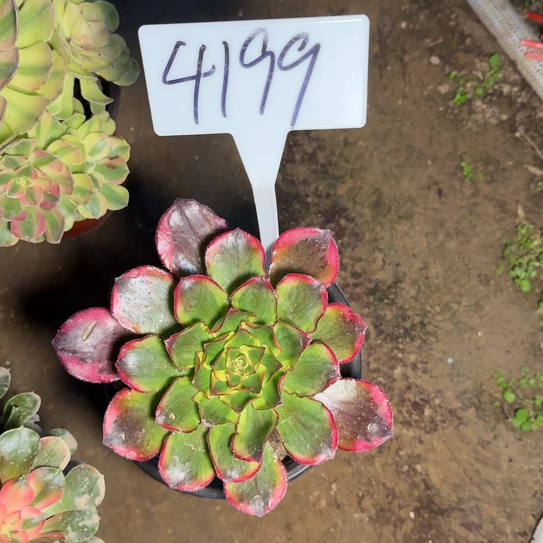 4199魅影多肉法师多肉