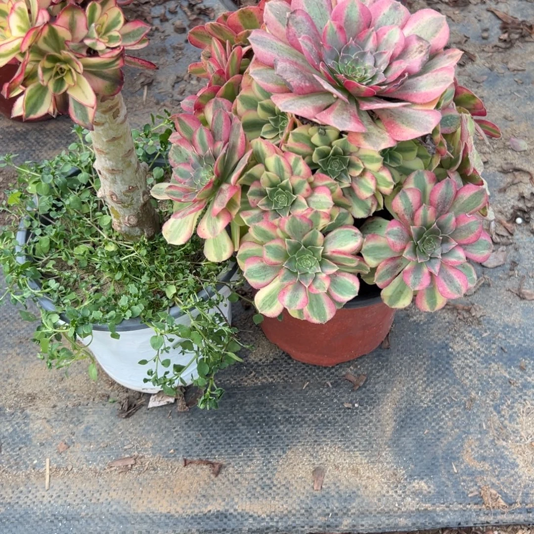 露***衣276两颗组合多肉植物法师