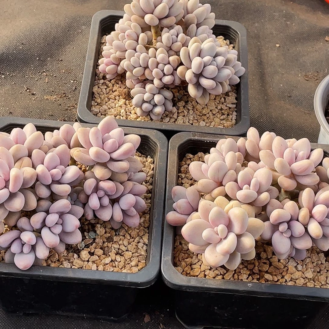 整桩无砍多头蜜多丽一颗