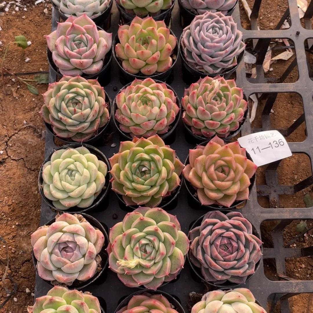 一物一拍18棵11-136