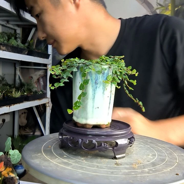 二****萃中青园艺一物一拍82