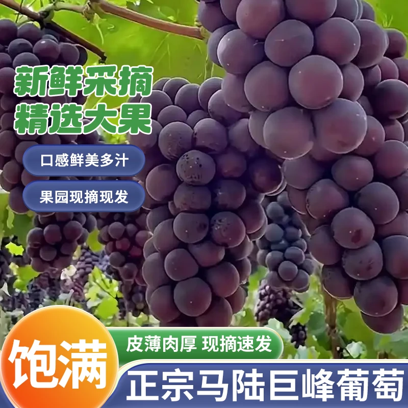 马陆巨峰葡萄98五斤装-上海地区正宗无核特大果纯甜产地直发