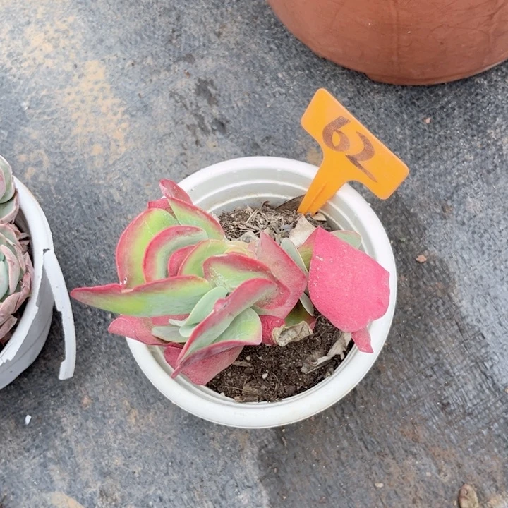 晨语多肉一物一拍62