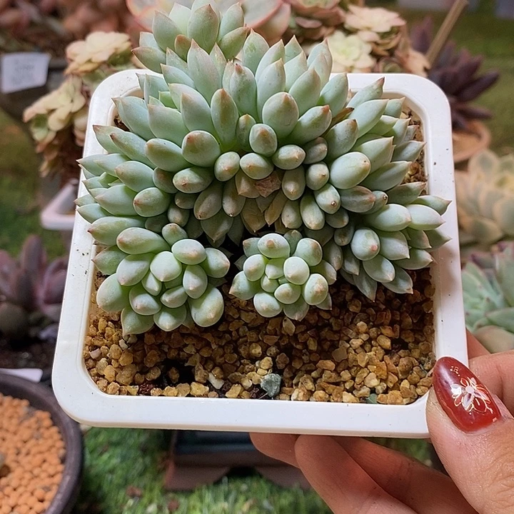 明珠，不满68请拍冷链