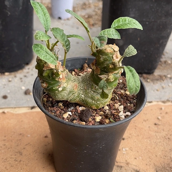 无花朵琉桑块根一物一拍