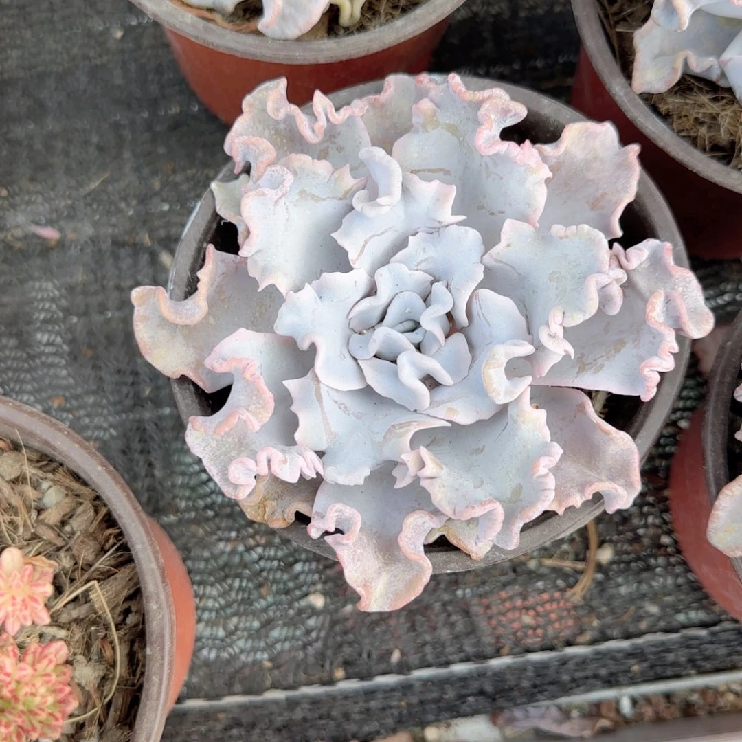 无花朵白饺子皮特价多肉