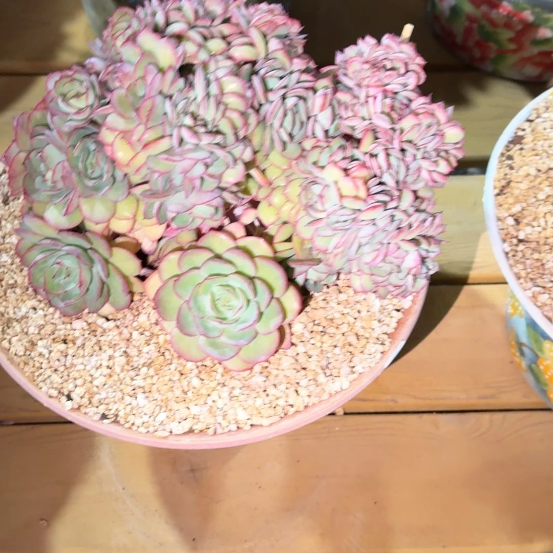 牡丹亭多肉植物链接