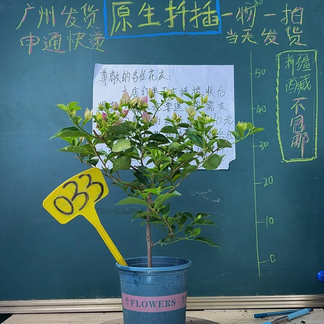 当前无花栽培后可以开花雪紫 033