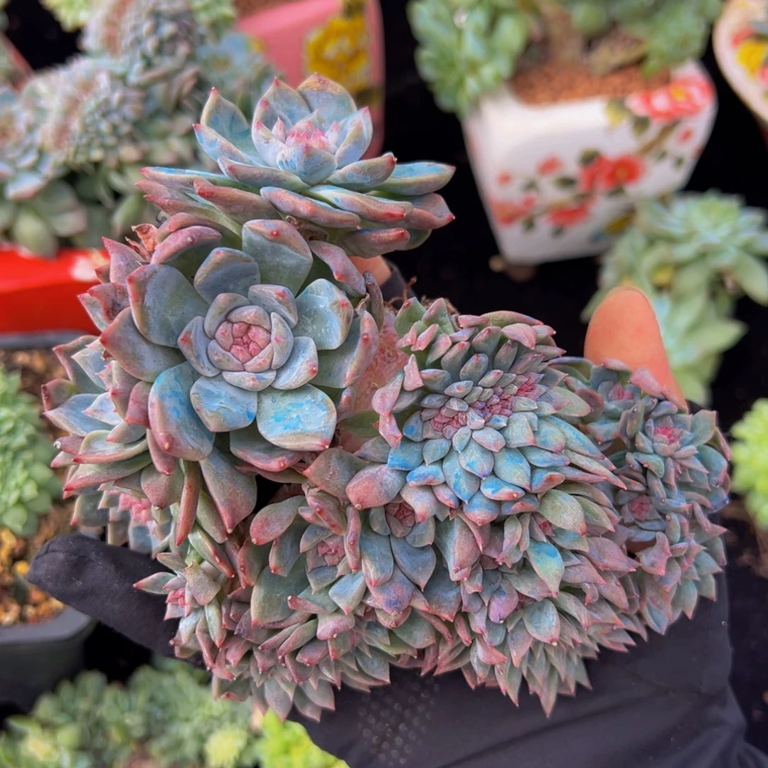 暴***豆水蜜桃冰魄缀微瑕