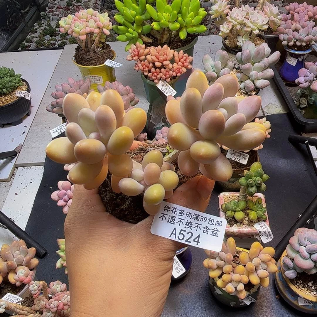 蛋黄奶酪524/9cm多肉