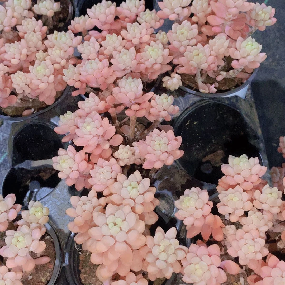 鱼子酱245678899900