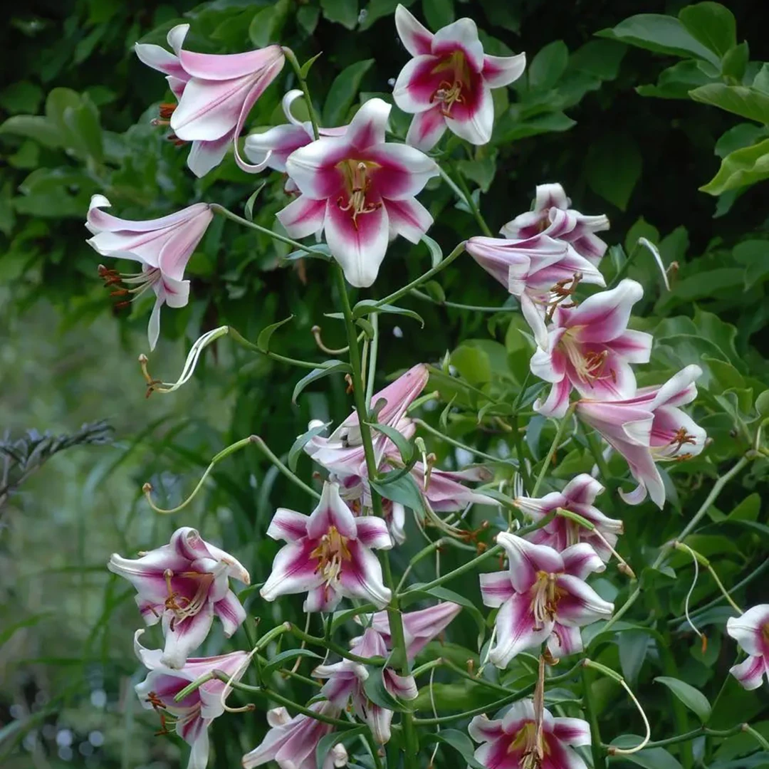 百合种球现货阳台庭院花园耐热耐寒球根花卉盆栽地栽