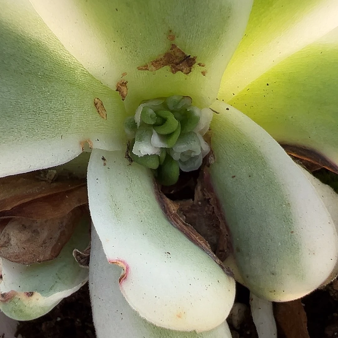 丽***人山地玫瑰锦冬雪1516号