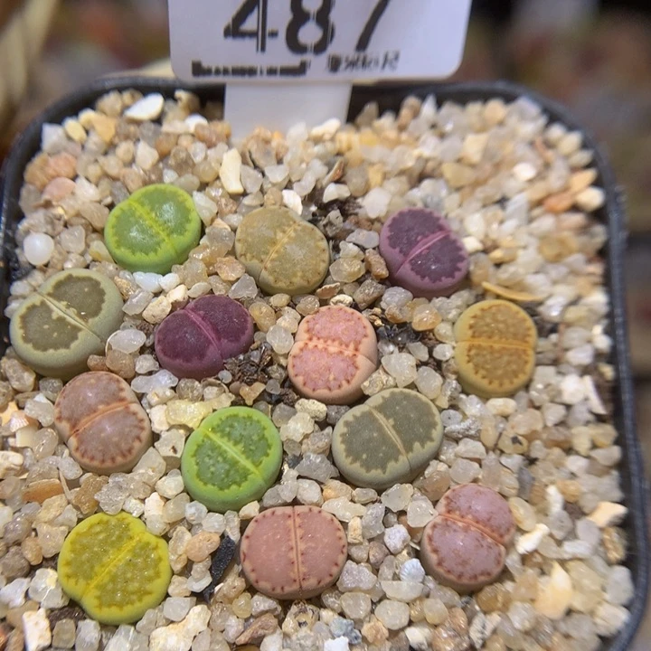 Ssss好喜欢爱看多肉487