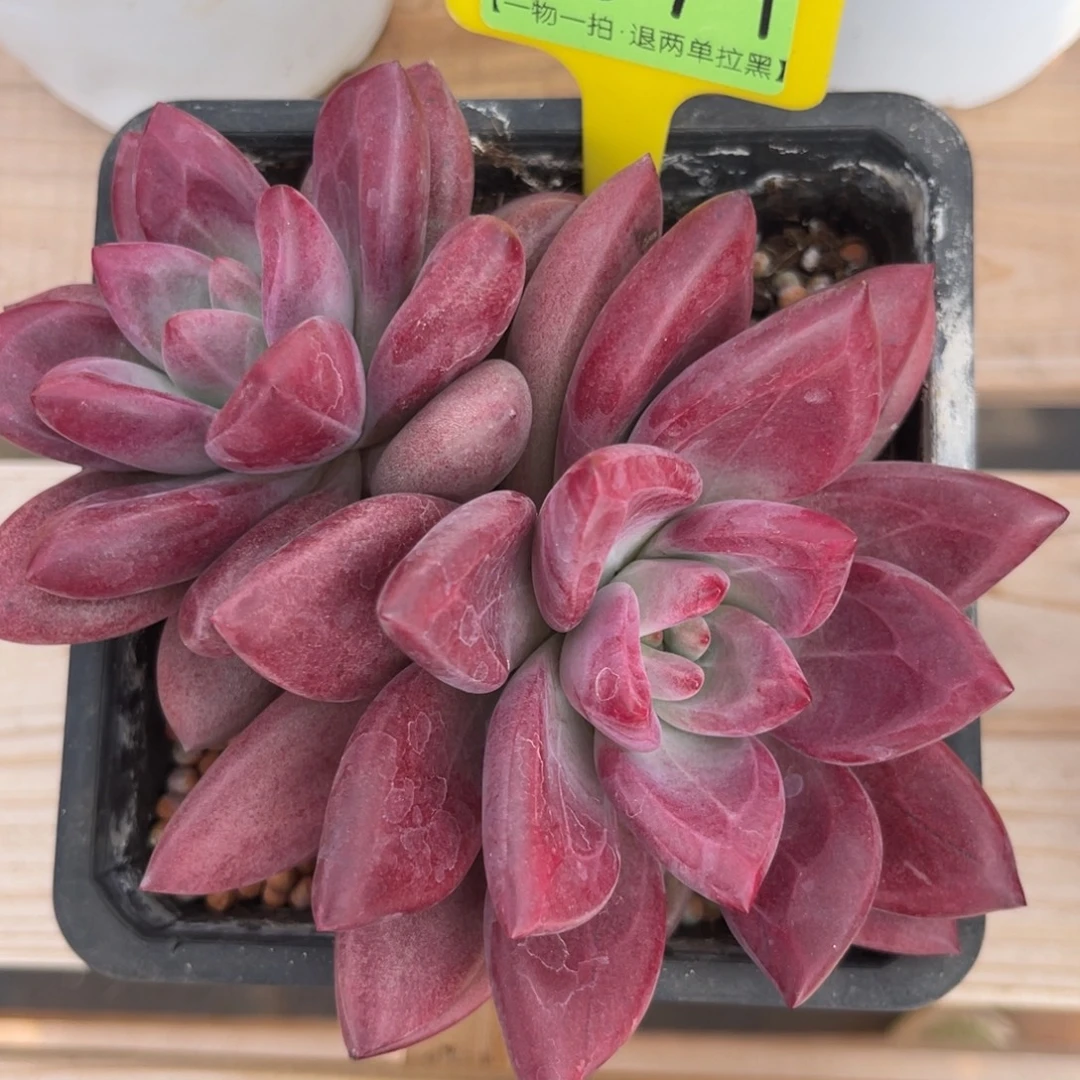 云尘多肉一物一拍1571