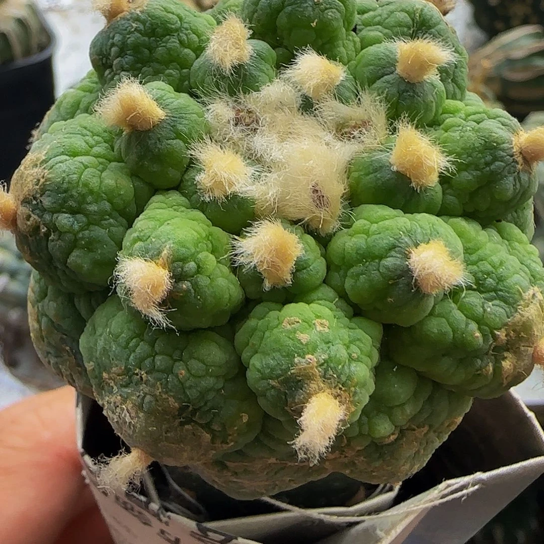荧光皱尤仙868仙人球