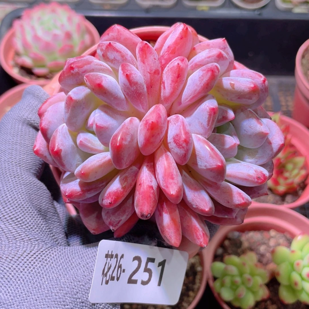 花利美26-251橙梦露